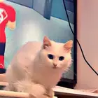 قطه ضايعه. حي ام السباع ومابعدها اللي يلقاها الله يجزاه خير