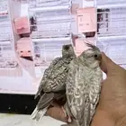 فروخ كروان طفرات
