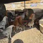 للبيع دجاج العدد30