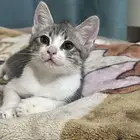 كيتين ذكر سكوتش