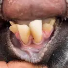 معزاء مضاريع اشهور طيبات بالحيل العدد 4 التواصل واتساب مقطع