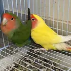 روز