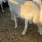 للبيع طلي جبر