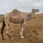 ثلاث ابل للبيع