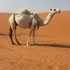 للبيع عشرا بكر