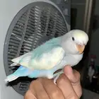 روز اليف طفره ولون نادر