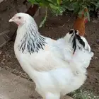 براهما منتج