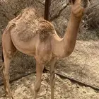 حاشي