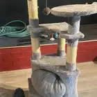 بيت قطط