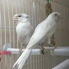 جوز كناري سوري