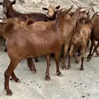 معزا دهم جذعات 10 ( تم البيع )