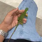 للبيع اقوانا