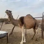 ابل منقوي كفو مراح واحد