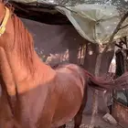 حصان شعبي فاخر