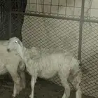 السلام عليكم