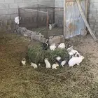 ارانب بلديه وفرنسية
