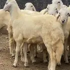 طليان للبيع تنومة