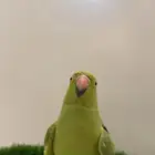 ببغاء دره هندي متكلم ( يوجد تابي وتمارا )