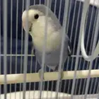 للبيع روز غير اليف لا يشكو من شي سبب البيع لعدم التفرغ فقط