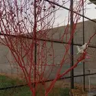 طيور زينه القمري