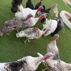دجاج رومي