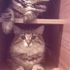 قطط