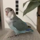 روز هدد خارجي انثى