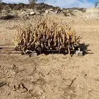 الحطب للبيع