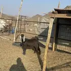 جفره عارضيه طيبه بالحيل(تم البيع)