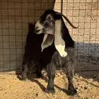 عنز عارضيه طيبة