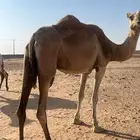 للبيع. الناقه الحمرا. مبيوع. ولدها. وشرط الهداوه. والحليب