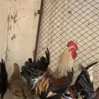 للبيع ديك شوكي متميز