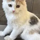 قطه شيرازيه