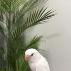 فرخ روز نهايه غر هدد للبيع
