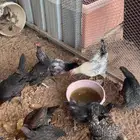 للبيع دجاج العمر ثلاث شهور