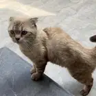 قطوه سكوتش قولد
