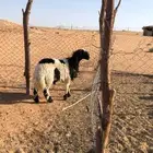 خروف جذع