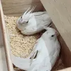 جوز كروان الابينو