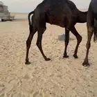 للبيع قعود طيب
