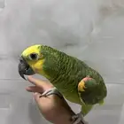 ببغاء أمازون درجة ثانيه