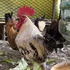 ديك فيومي العمر سنه وشويه تقريبا  الصحه شرط