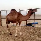 ناقه ساحليه حايل