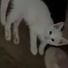 3 قطط صغيره للتبني