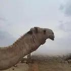 قعود ثني