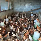 صوص بلدي فاخر