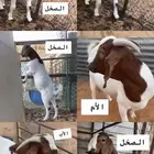 مشروع فحل بورقت صافي