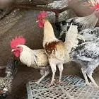 للبيع 11 ديك ودجاجتين بصور مكتوب كل الوصف