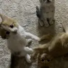 قطط للتبني