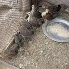فروخ دجاج عربي