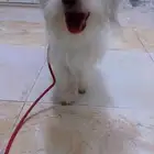 كلب